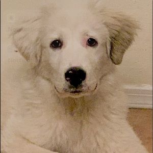 Meet your Posher, Quil